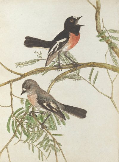 Red Breast Warbler. Lewin, John. Birds of New South Wales with Their Natural History. Sydney- G. Howe by John William Lewin